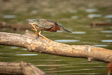 Green Heron hunts along a fallen branch in the marsh