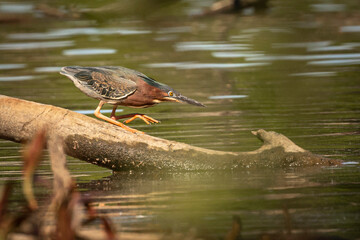 Green Heron hunts along a fallen branch in the marsh