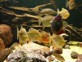 exotic fishes