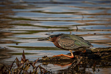 Green Heron hunts along a fallen branch in the marsh