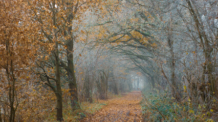 złota jesienna droga przez las © Sylwester