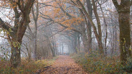 ścieżka przez las w jesienni 