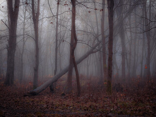 Fairytale forest in late autumn in brown tones. Misty woods with fallen leaves in the morning. Foggy magical place.
