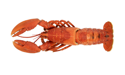 Lobster isolated on a white background.