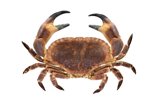 Big raw crab isolated on white background. Top view.