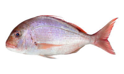 Pink Dorada fish isolated on white background. Top view.