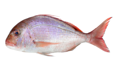 Pink Dorada fish isolated on white background. Top view.