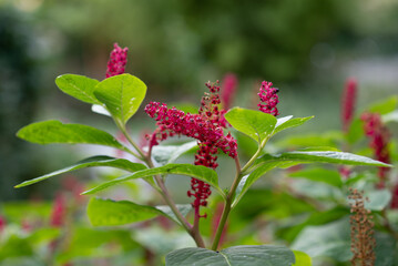 red flower in the garden