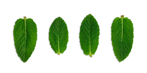 Set fresh mint isolated on white background
