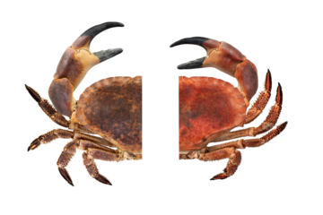 Two 2 big crabs, raw and boiled isolated on white background. Top view.