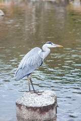アオサギ・水辺