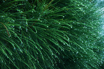 Texture of leaves of a tree with raindrops