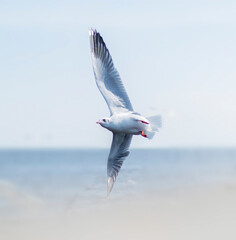 Birds flying in the sky and traveling