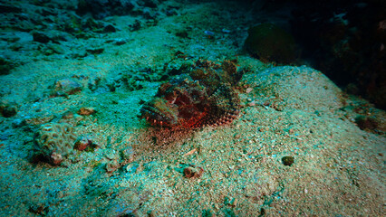 Underwater macro and close up photo of a scorpion fish