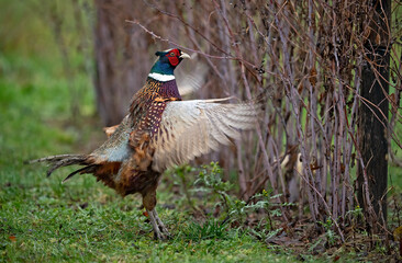 Obraz premium Faisan de Colchide (Phasianus colchicus) attitude, mâle chantant. Alpes. France