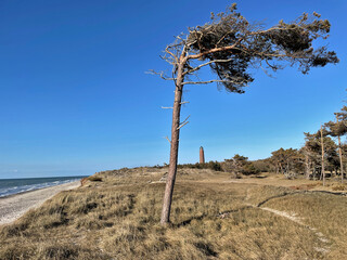 Windflüchter und Leuchtturm am Darßer Ort