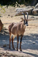 ローンアンテローブ・Rone antelope（和歌山県・白浜町）