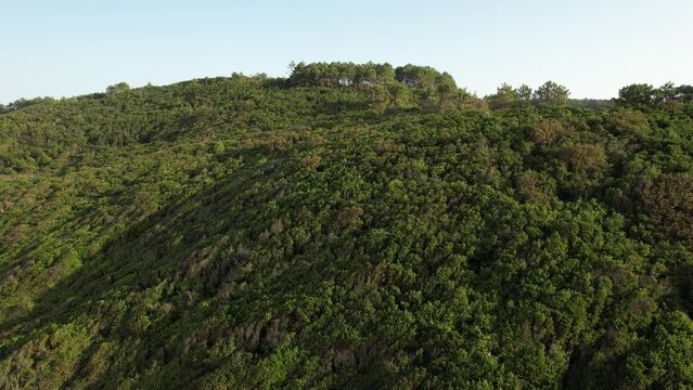aerial green forest