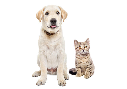 Cute labrador puppy and kitten scottish straight sitting together isolated on white background