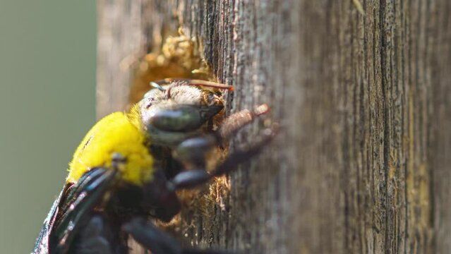 Carpenter bee drilling holes in wood full of sawdust. Close up of Tropical bumble bee (Xylocopa latipes). Explore the world of insects. 4K Footage time lapse.