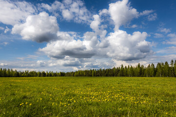 The field is covered with blooming dandelions. There are large clouds in the sky. Spring landscape.