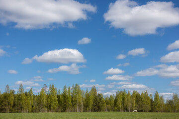 Spring landscape. View from the field to the trees, A horse is grazing in the field. The blue sky is filled with clouds.