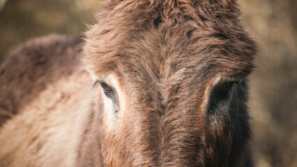 Detalle de ojos de burro