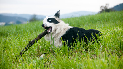 Perro blanco y negro jugando con un palo en pradera montañosa