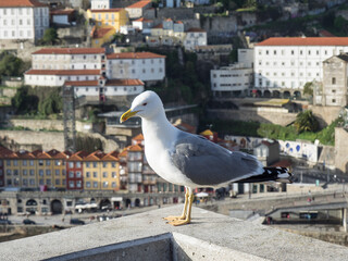 Die Stadt Porto am Douro in Portugal