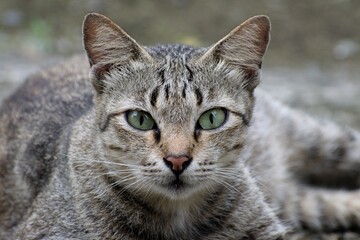 Beautiful domestic cat looks at the camera