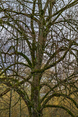 Autumn Tangled Branches  4