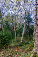 Lincoln Park Forest Trees 3