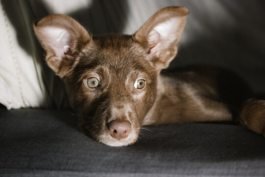 Podenko ibitsenko, ibisan greyhound, ibizan. Hunting dogs breed. Portrait of brown puppy with green clever eyes. Mixed breeds of canine. Abandoned stray pup background. Protection of abandoned animals