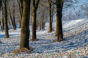 Bäume im Winter bei Dingolfing