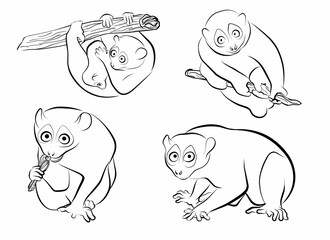 set loris funny outline vector element