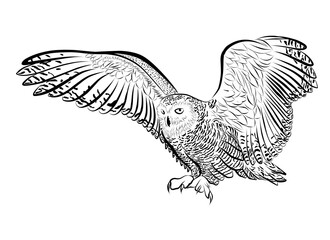 snow owl outline black vector
