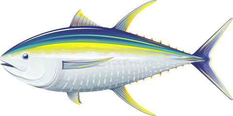 Yellowfin tuna fish in side view, sea fish illustration on white background
