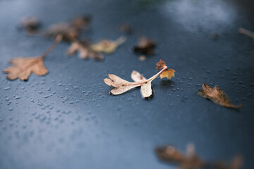 leaves on a car bonnet