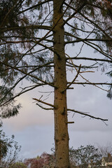 A pine tree