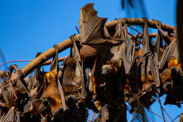 A colony of red flying foxes sleeping and resting during the day hanging on a branch near Townsville, Queensland, Australia
