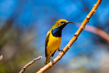 Beautiful shiny and colorful bird, male olive-backed sunbird, spotted on Magnetic Island in Queensland, Australia. Birds of Australia, widlife of Magnetic Island.