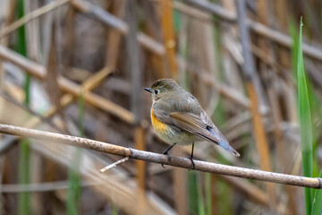Close up of a daurian redstart in a colorful tree