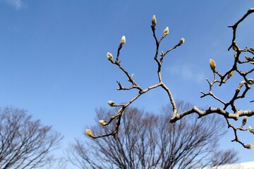 식물 - 목련나무