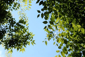 파라하늘과 나뭇잎