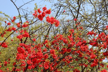 식물 - 명자나무 개화
