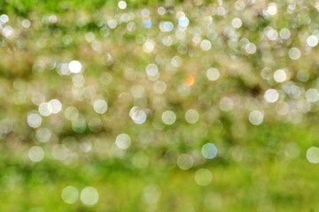 Obraz premium 빛망울 - 보케