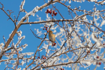 A female of the common grosbeak (Coccothraustes coccothraustes) among the branches of a wild apple tree covered with snow against a blue sky. Feeding birds in winter, grosbeak eats crab apple fruit