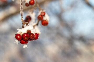 Winter background: bright burgundy berries of a wild apple tree covered with snow on a sunny day, close-up