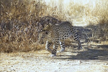 male leopard (panthera pardus) at Namibia