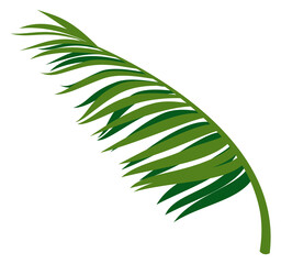 Palm frond. Realistic exotic beach tree branch